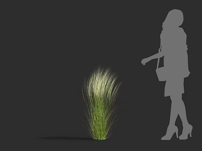 Ornamental Grass Plant With White Plumes Next To Female Silhouette In Gray Background 3d model