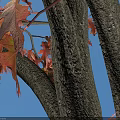 Red Leaf Bombax Ceiba Arbor In Paved Square With Person Standing Nearby