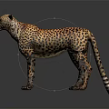 Cheetah With Spotted Yellow Fur Standing On Gray Background With Reflection 3d model