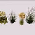 Garden Landscape Design With Various Ornamental Grasses in Green and Golden