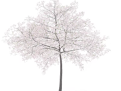 Blooming Arbor With Pink Blossoms And Slender Dark Trunk On White Background 3d model