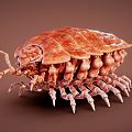 Modern insect beetle 3d model