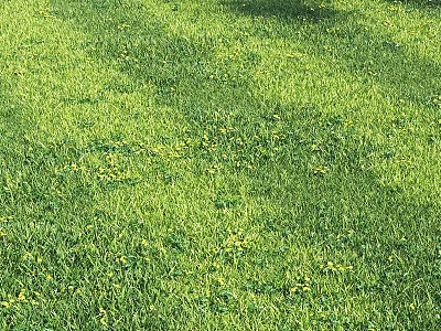 Natural Green Grass Decorative Ornament Set With Yellow Flowers And Sunlight Shadow 3d model