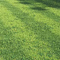 Natural Green Grass Decorative Ornament Set With Yellow Flowers And Sunlight Shadow