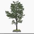 Lush Green Arbor With Healthy Foliage And Strong Trunk In Natural Setting
