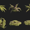 Different Types of Garden Shrubs With Various Shapes and Green Purple Foliage