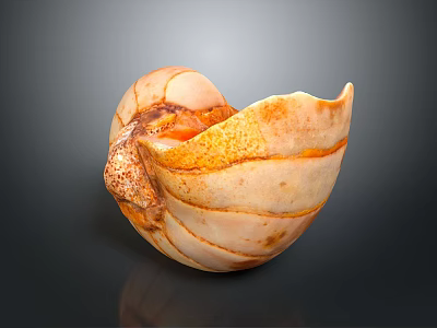 Nautilus Shell Displaying Orange White Stripes Spiral Shape Smooth Surface And Irregular Edge 3d model
