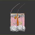Medical Device Anatomical Skin Structure Model Displaying Layers Hair Follicles And Vessels