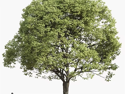 Lush Green Arbor With Dense Foliage And Strong Trunk In Natural Setting 3d model