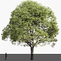 Lush Green Arbor With Dense Foliage And Strong Trunk In Natural Setting