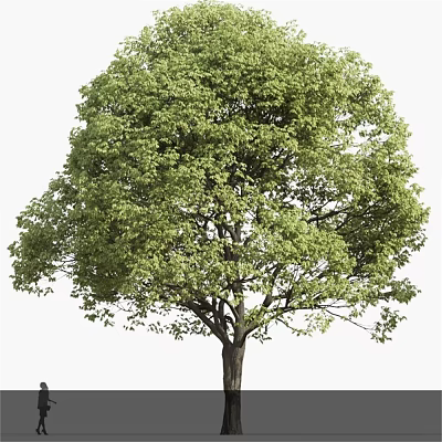 Lush Green Arbor With Dense Foliage And Strong Trunk In Natural Setting 3d model