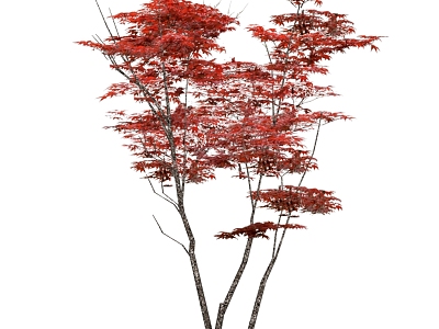 Modern Maple Plant Red Maple Plant Painting model