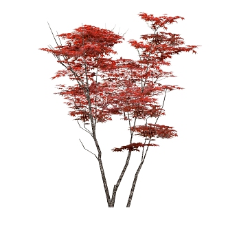 Modern Maple Plant Red Maple Plant Painting 3d model