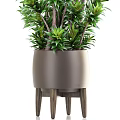 Lush Green Bonsai Potted Plant With Dark Brown Pot And Upright Stems