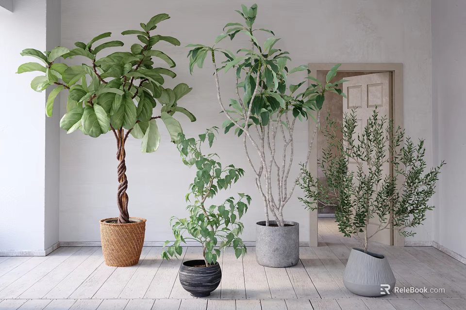 Potted Bonsai Plants With Leafy Green Foliage In Woven And Ceramic Indoor Pots 3d model 