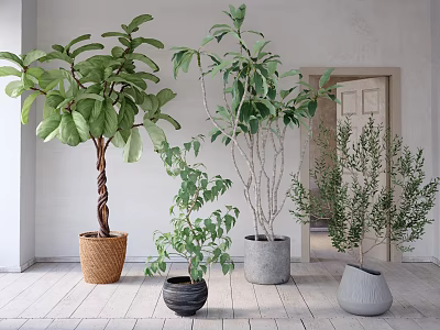 Potted Bonsai Plants With Leafy Green Foliage In Woven And Ceramic Indoor Pots 3d model