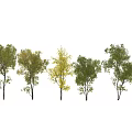 Lush Arbor Trees With Various Green And Yellow Leaves In Landscape Design