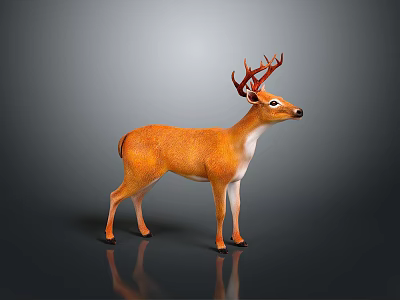 Realistic Orange And White Deer With Antlers Standing On Reflective Black Surface And Gray Background 3d model