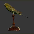 Green Yellow Budgerigar Perched On Red Stand With White Paper At Base