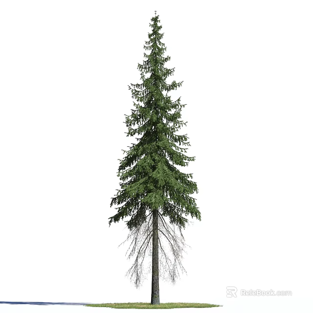 Tall Natural Evergreen Arbor With Lush Green Foliage And Straight Trunk 3d model 