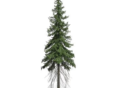 Tall Natural Evergreen Arbor With Lush Green Foliage And Straight Trunk 3d model