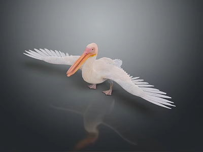 White Pelican Spreading Wings on Dark Reflective Surface with Soft Lighting 3d model