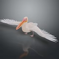 White Pelican Spreading Wings on Dark Reflective Surface with Soft Lighting 3d model