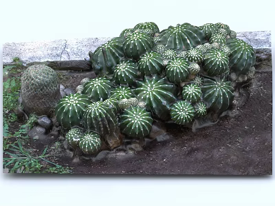 Cactus Bonsai Potted Plants With Various Sizes Decorative Stones And Small Greenery 3d model