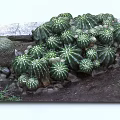 Cactus Bonsai Potted Plants With Various Sizes Decorative Stones And Small Greenery