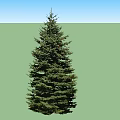 Tall Evergreen Trees With Lush Green Foliage Standing Side By Side