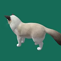 Cream And White Cat With Dark Ears Standing On Green Background