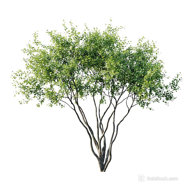 Lush Green Tree With Multiple Branches Dense Foliage And Natural Form 3d model 