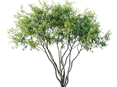 Lush Green Tree With Multiple Branches Dense Foliage And Natural Form 3d model