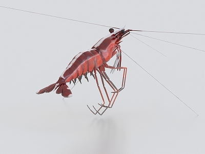 Shrimp, shrimp, lobster, crayfish, skin shrimp, prawn, nine-section shrimp 3d model