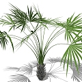 Palm Tree 3d model