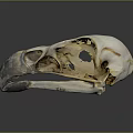 Durable Medical Anatomical Model Bird Skull with Detailed Structure and Quality Material