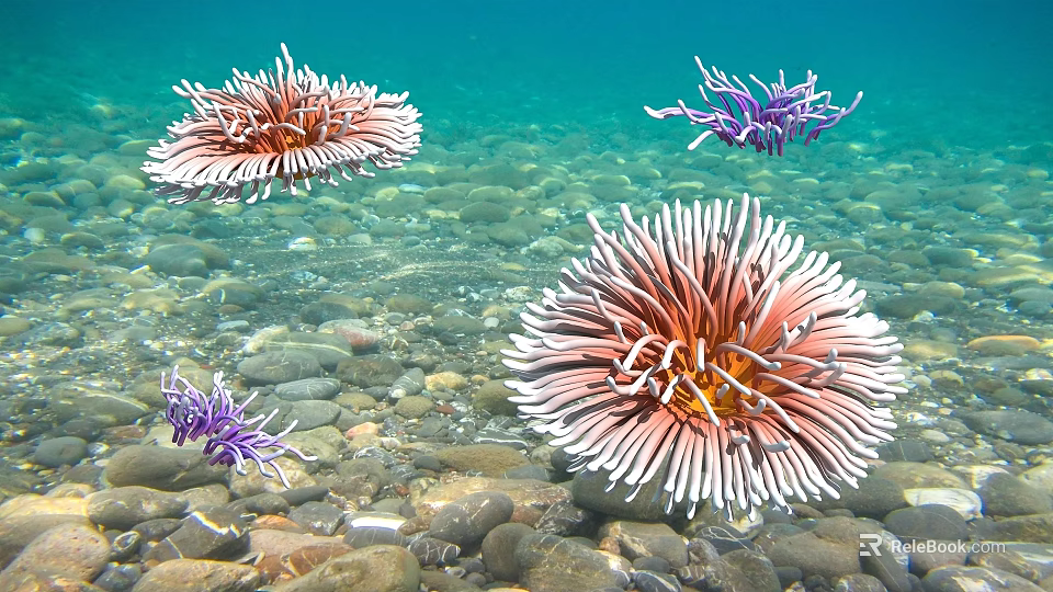 Colorful Sea Anemones in Clear Underwater Environment with Pink and Purple Tentacles and Stony Seabed 3d model 