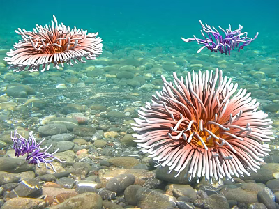 Colorful Sea Anemones in Clear Underwater Environment with Pink and Purple Tentacles and Stony Seabed 3d model
