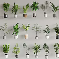 Diverse Bonsai Potted Plants Displayed In Ceramic And Concrete Pots With Fresh Green Foliage