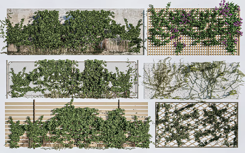 Climbing Vines Growing On Wall Trellis Wooden Panels And Decorative Fences 3d model 