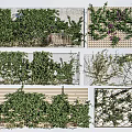 Climbing Vines Growing On Wall Trellis Wooden Panels And Decorative Fences