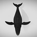 Black Whale Aquatic Animal Model With Detailed Features And Gray Background
