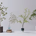 Bonsai Plants Indoor Decoration With Various Types And Different Pot Designs 3d model
