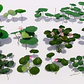 Aquatic Plants Collection With Lotus Lily Pads Green Leaves And Pink Flowers