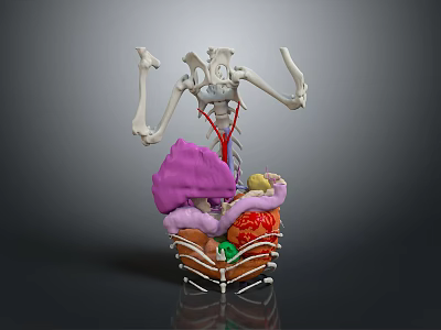 Food Digestion Process In Human Body 3D Model With Skeleton And Organs 3d model