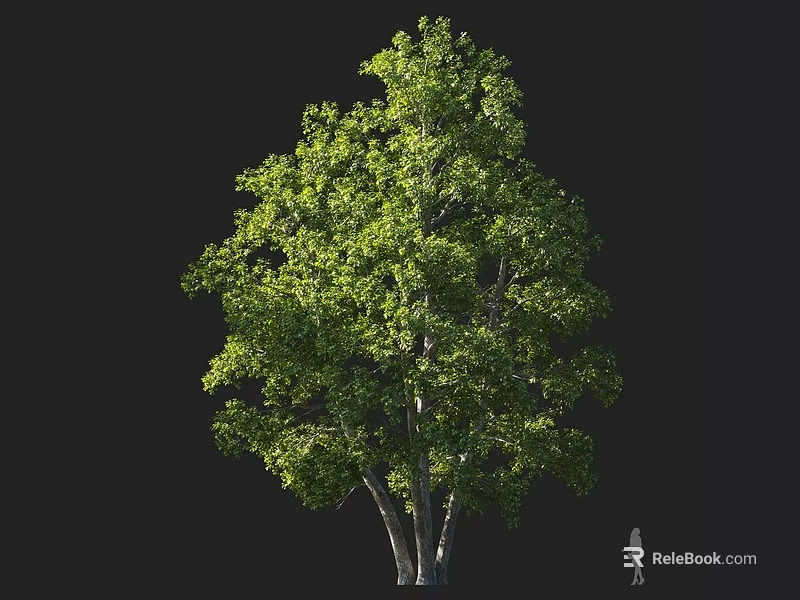 Tall Lush Green Tree With Multiple Trunks And Small Figure For Scale 3d model 