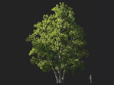 Tall Lush Green Tree With Multiple Trunks And Small Figure For Scale 3d model