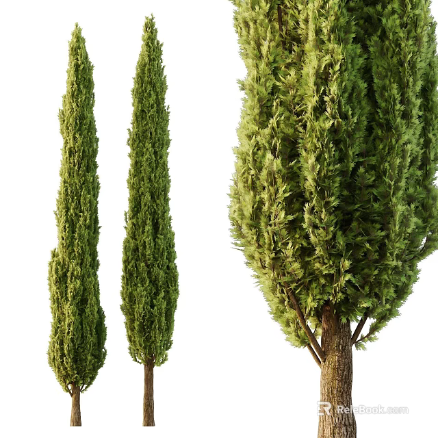 Three Tall Slender Evergreen Cypress Trees With Lush Foliage And Green Canopy 3d model 