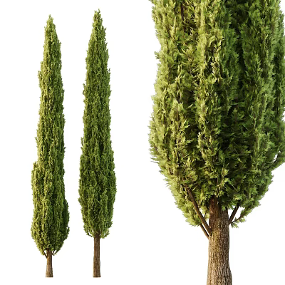 Three Tall Slender Evergreen Cypress Trees With Lush Foliage And Green Canopy 3d model