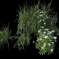 Varied Plant Combination Featuring Grasses White Flowers And Lush Green Foliage